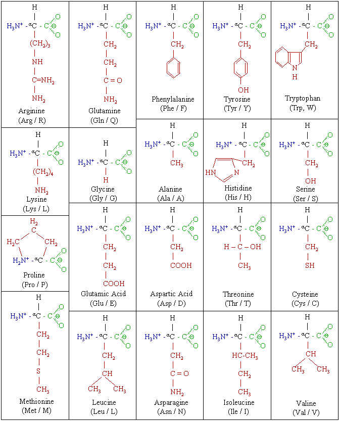 image:amino_acids_2.png
